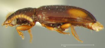 Media type: image;   Entomology 19499 Aspect: habitus lateral view